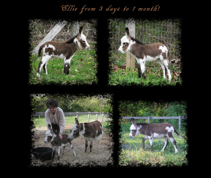 Critter Haven Farm Miniature Donkeys